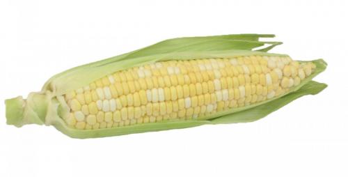 Corn, Bicolor