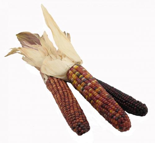 Corn, Indian