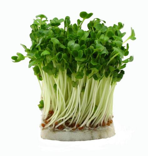 Herbs, Daikon Radish Sprouts