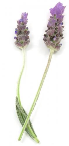 Herbs, Lavender Wands
