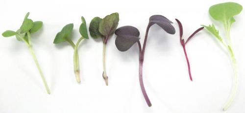 Herbs, Rainbow Microgreens