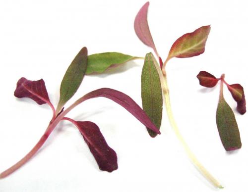 Herbs, Red Amaranth, Micro