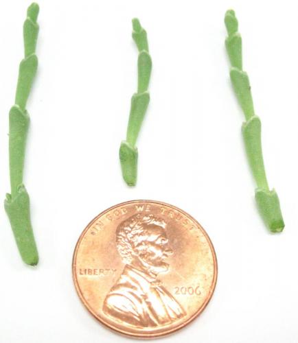 Herbs, Sea Bean, Micro