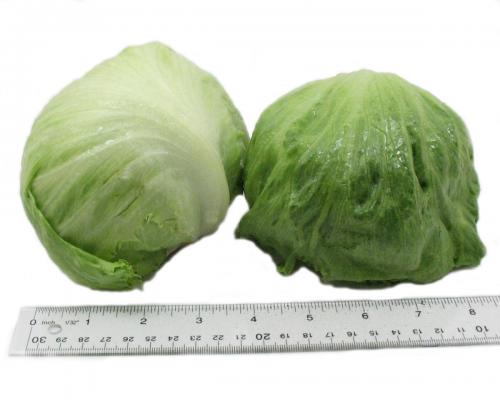 Lettuce, Iceburg Baby