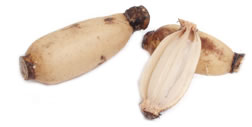 Lotus Root
