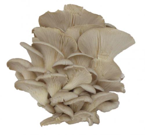 Mushroom, Oyster