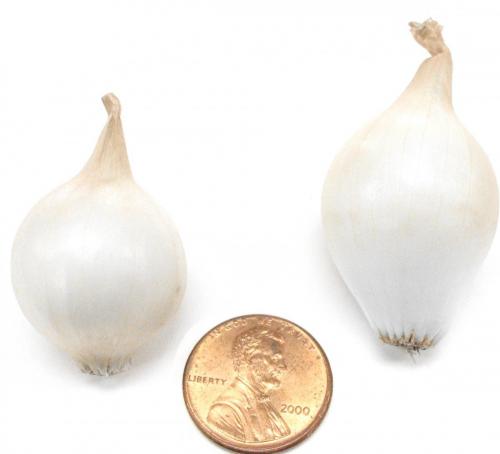 Onions, White Pearl