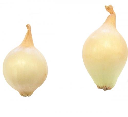 Onions, Yellow Pearl