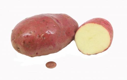Potato, Red A