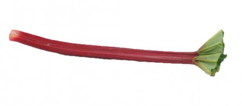 Rhubard