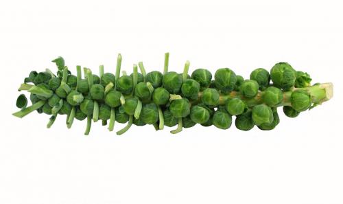 Sprouts, Brussel, Stalk