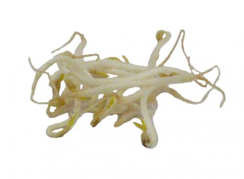 Sprouts, Mung Bean