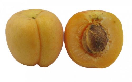 Stonefruit, Apricot